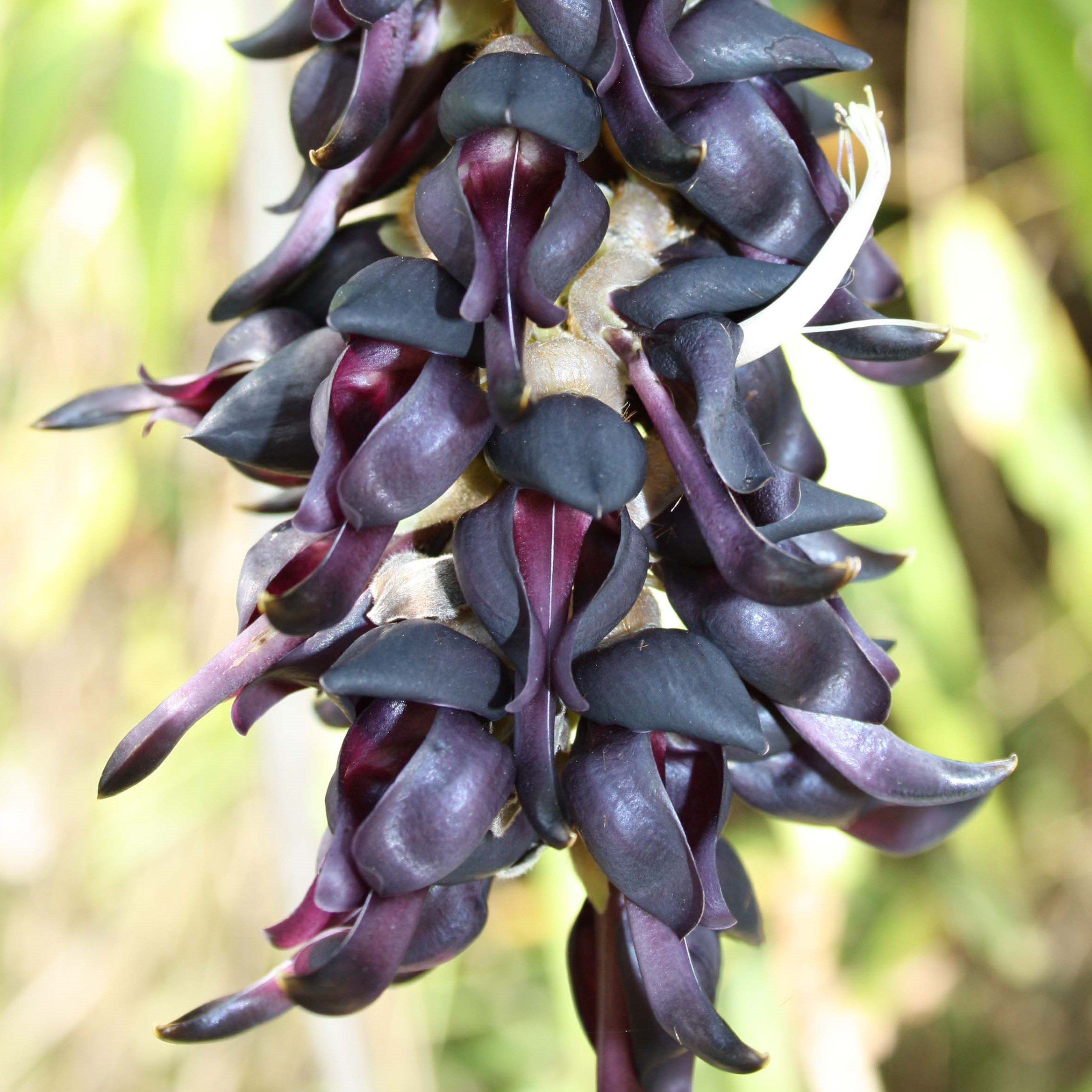 Mucuna_pruriens_flower