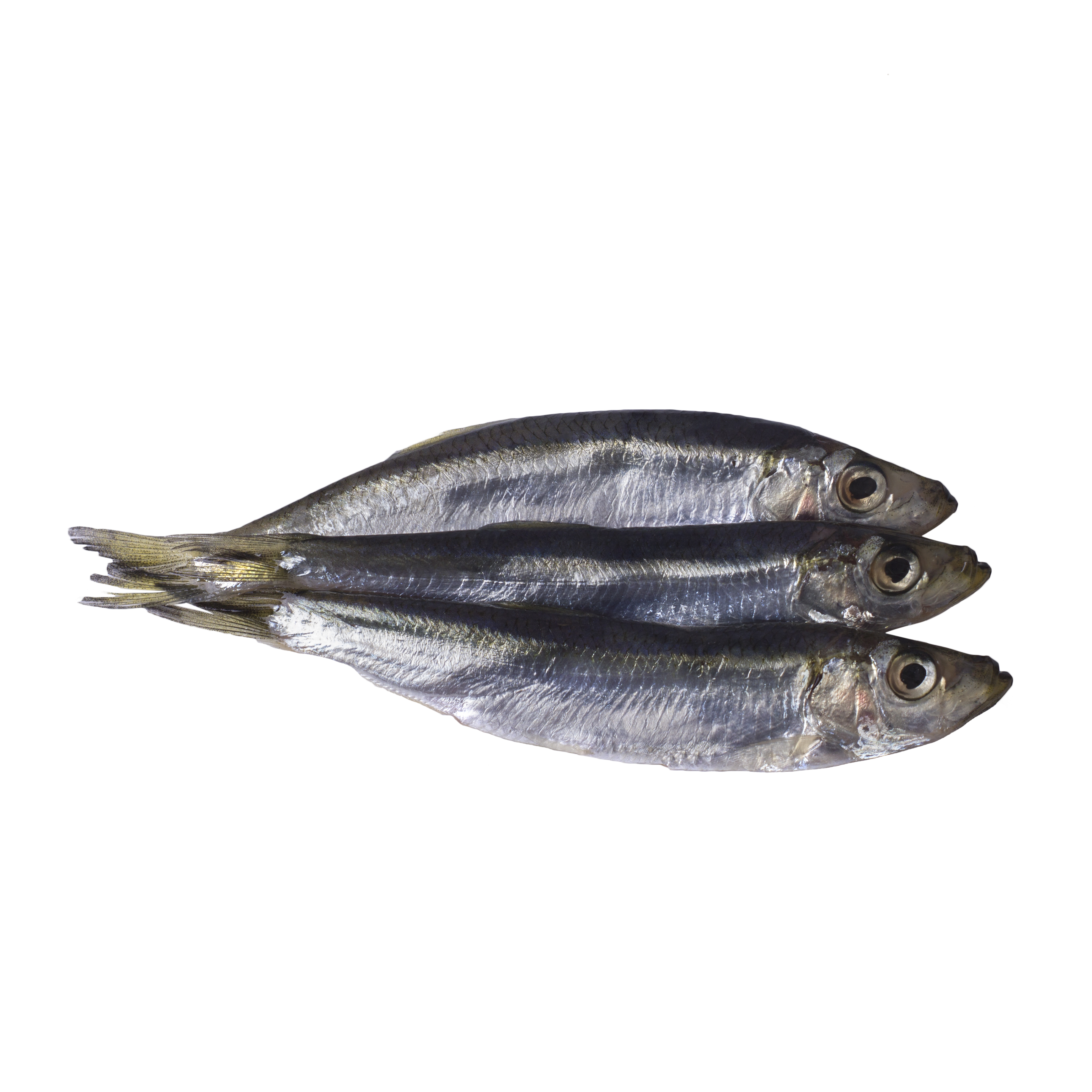 Black sea sprat isolated on a white background.